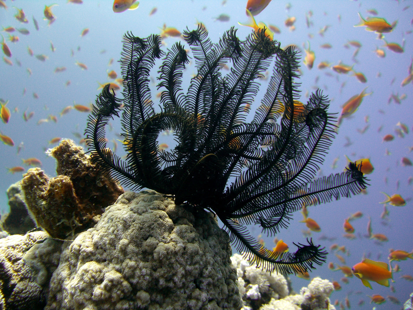 Feather Basket Star