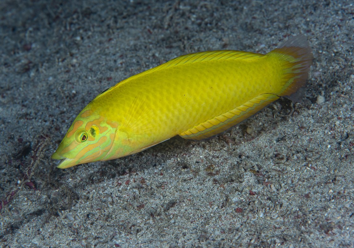 Wrasse - Banana