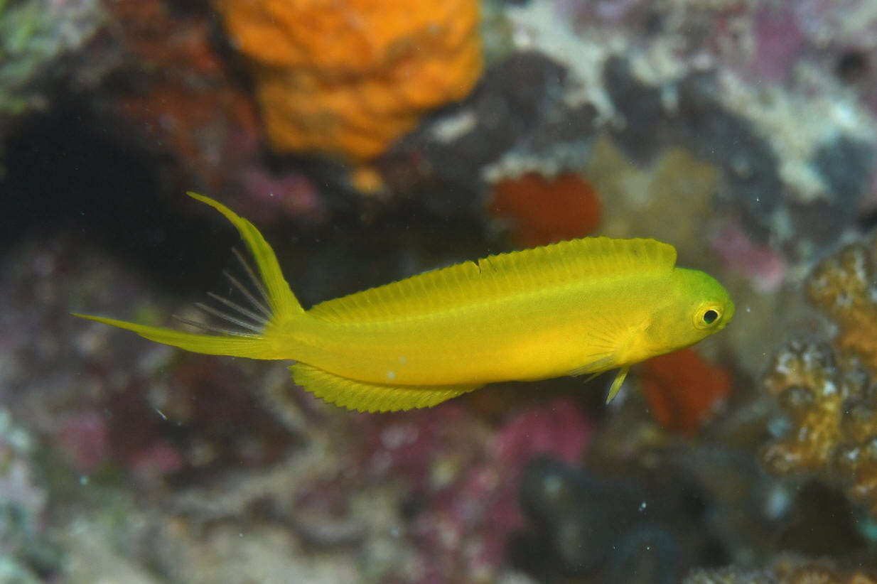 Blenny - Canary Fang *Captive Bred*