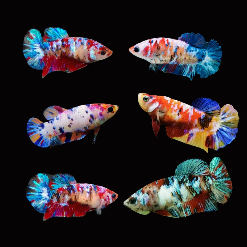 Betta PKHM Koi Candy