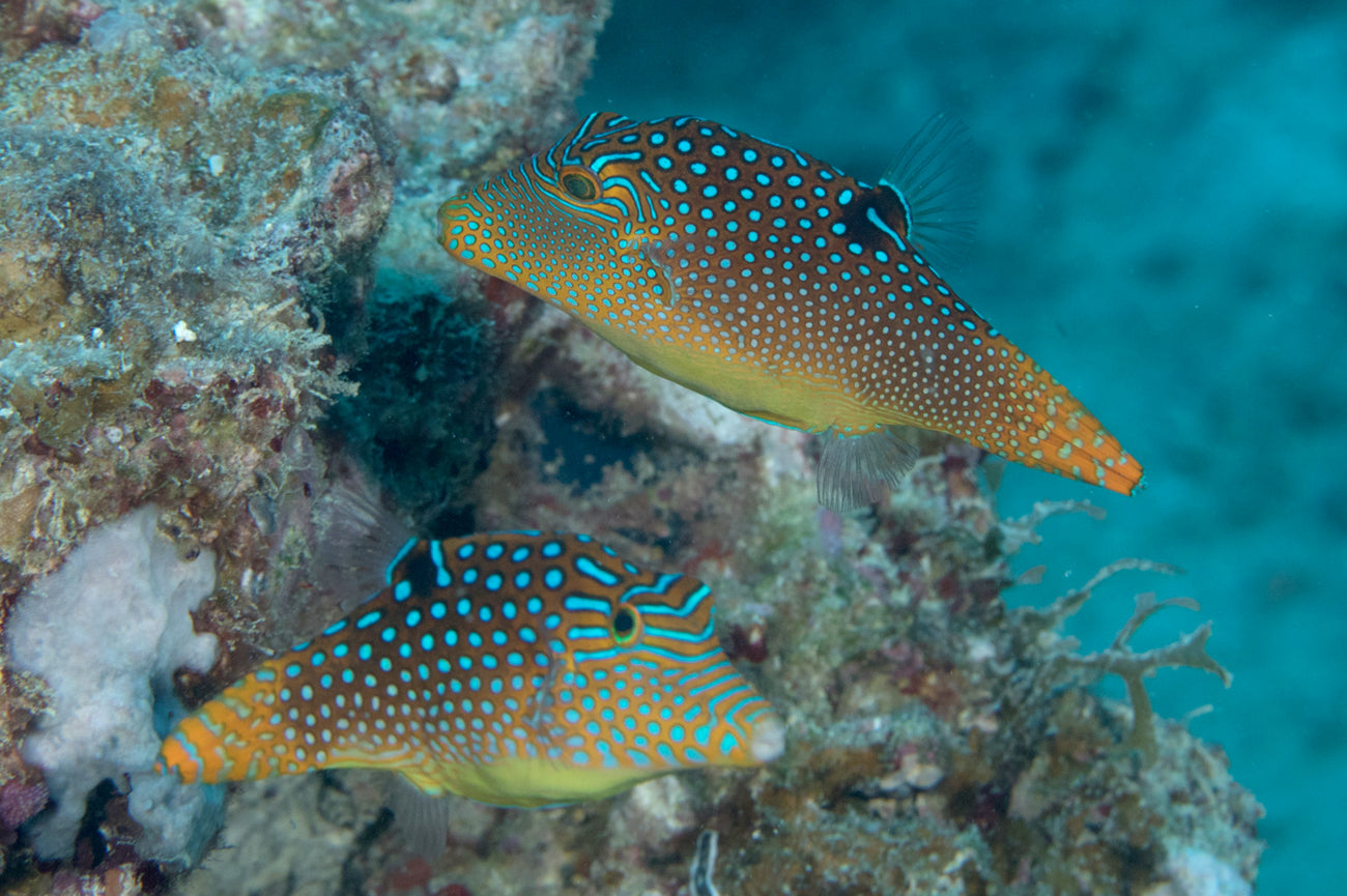 Puffer Fish - False Eye Blue Spot