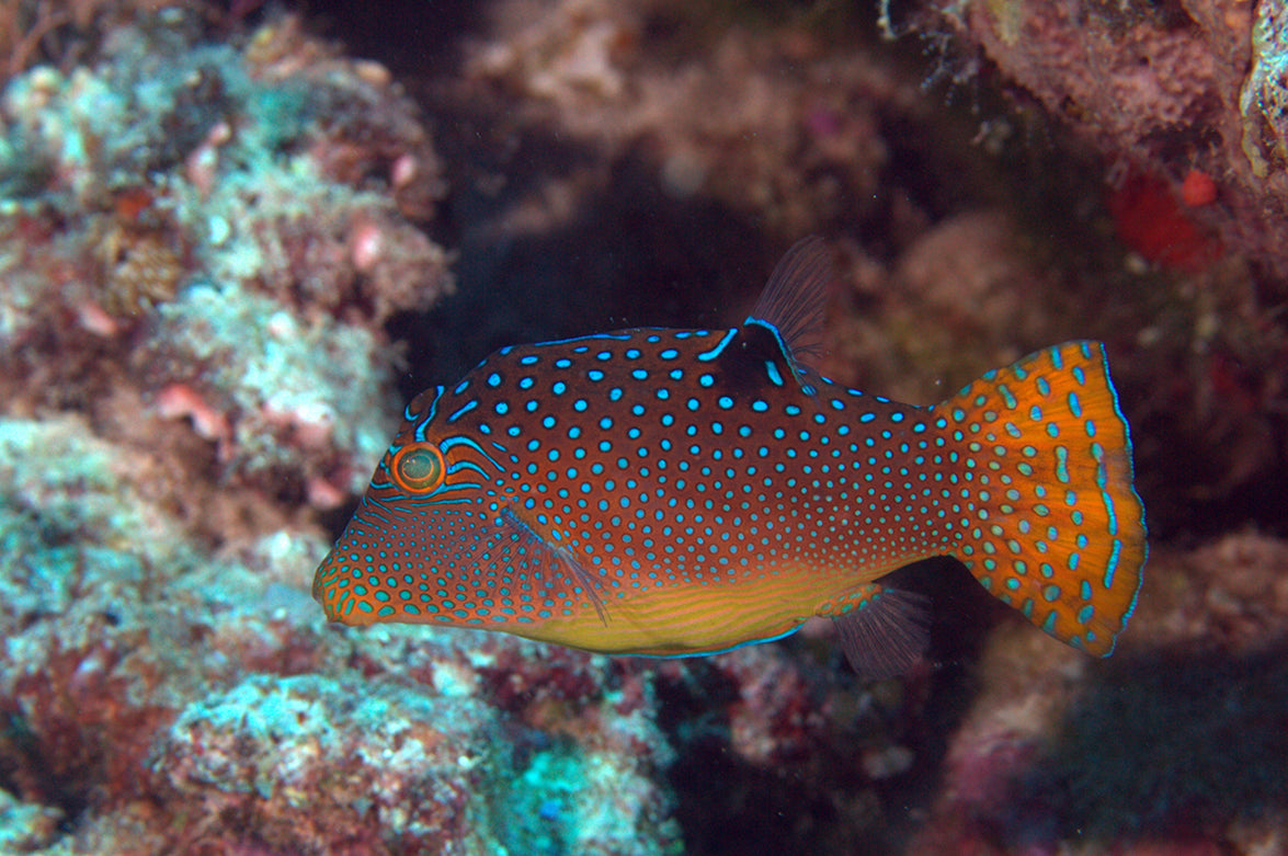 Puffer Fish - False Eye Blue Spot