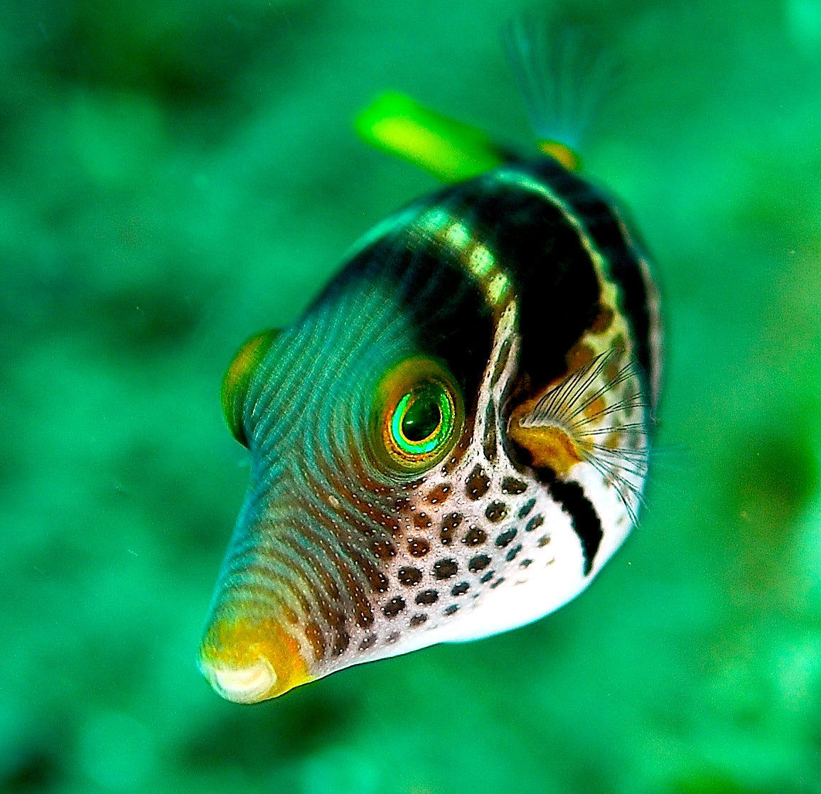 Valentini Puffer (Canthigaster valentini)