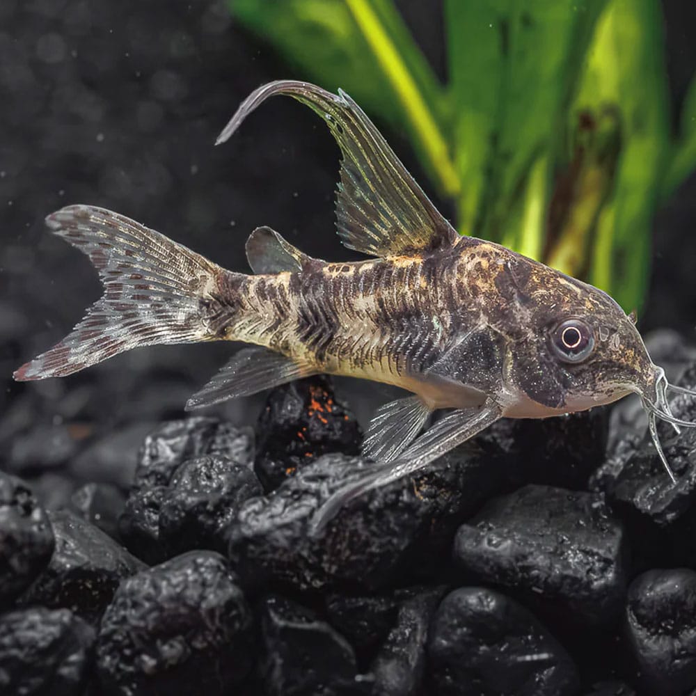 Corydora - Peppered (Corydoras paleatus) - various