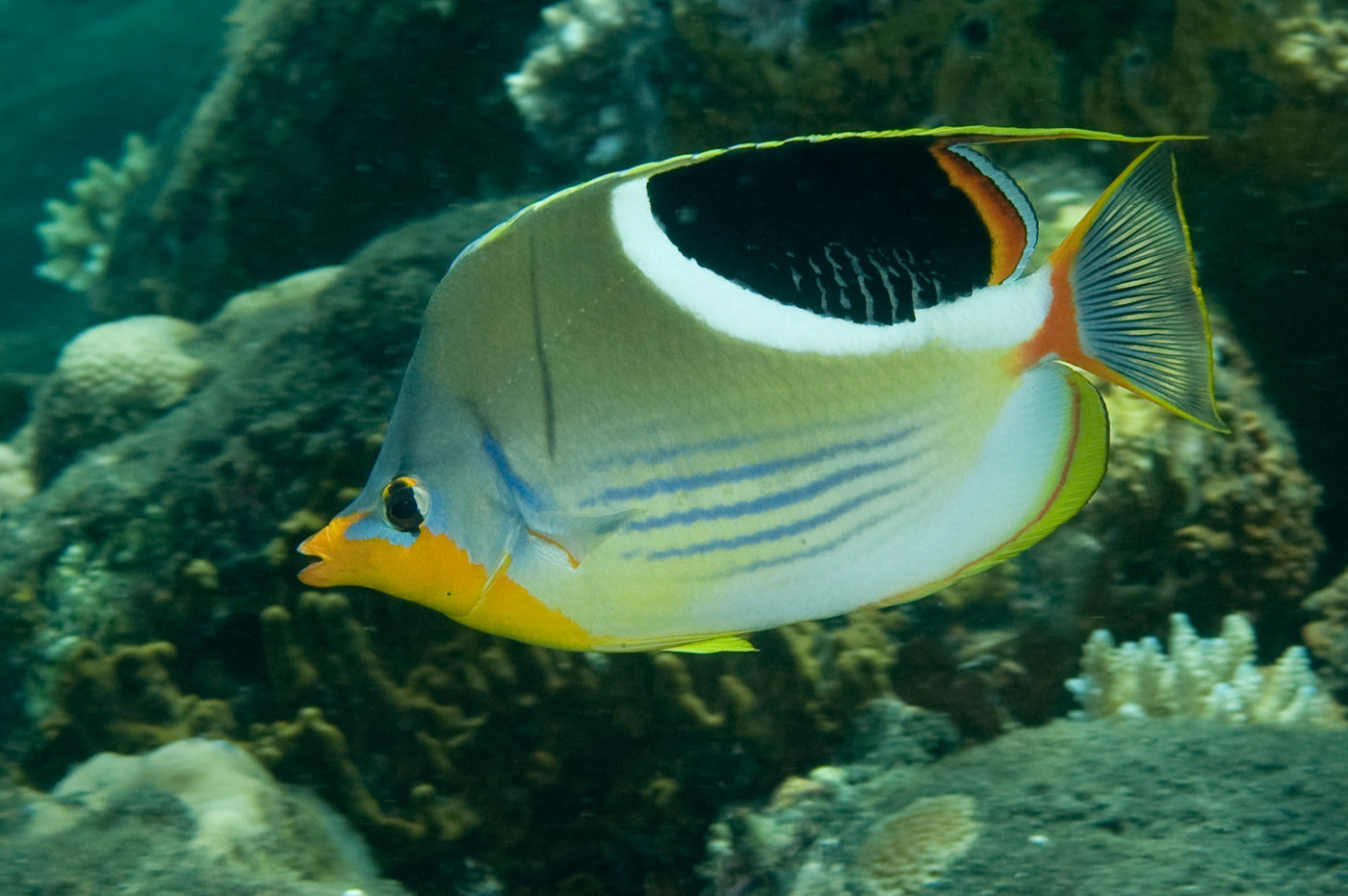 Butterflyfish - Saddled (Chaetodon ephippium)