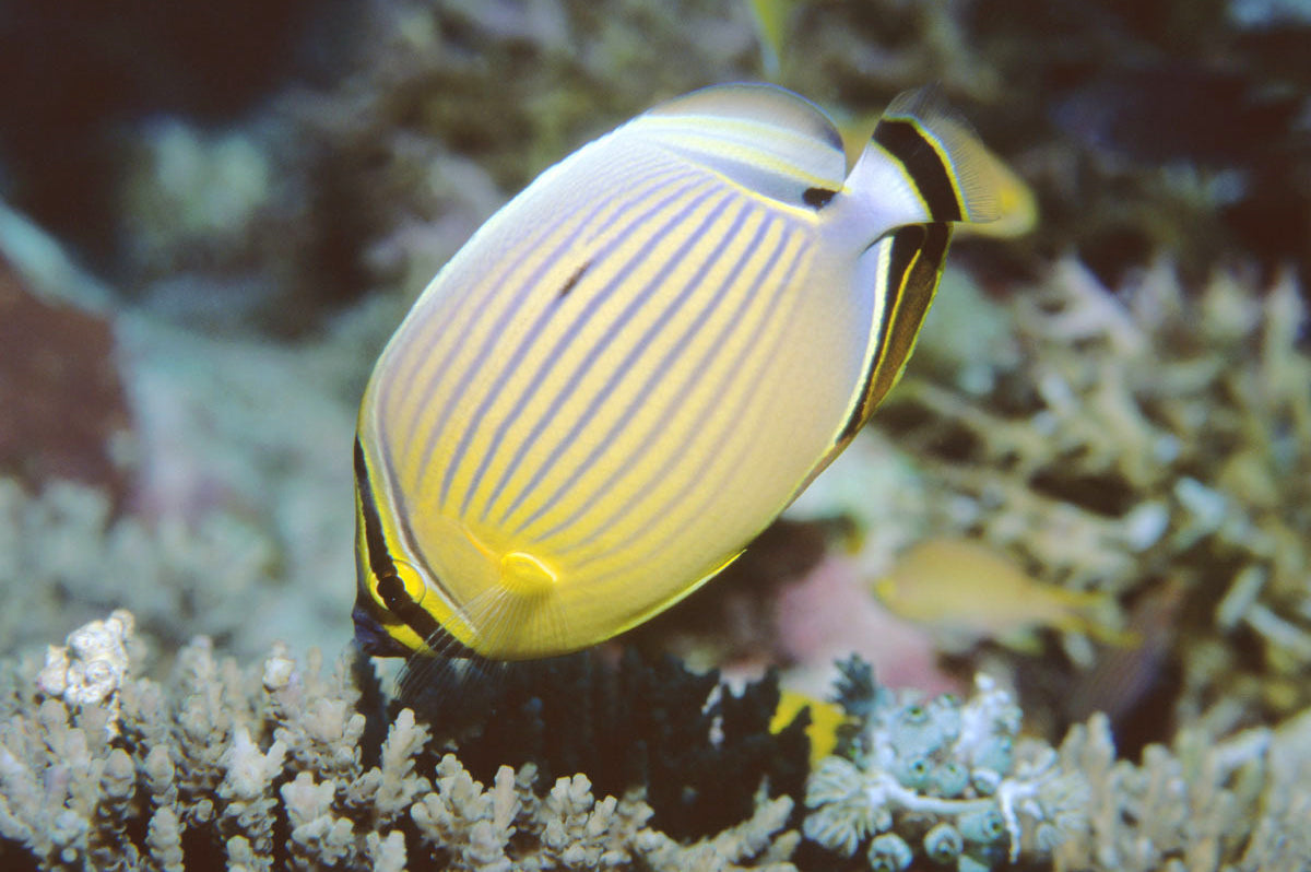 Butterflyfish - Red-Fin (Chaetodon lunulatus)