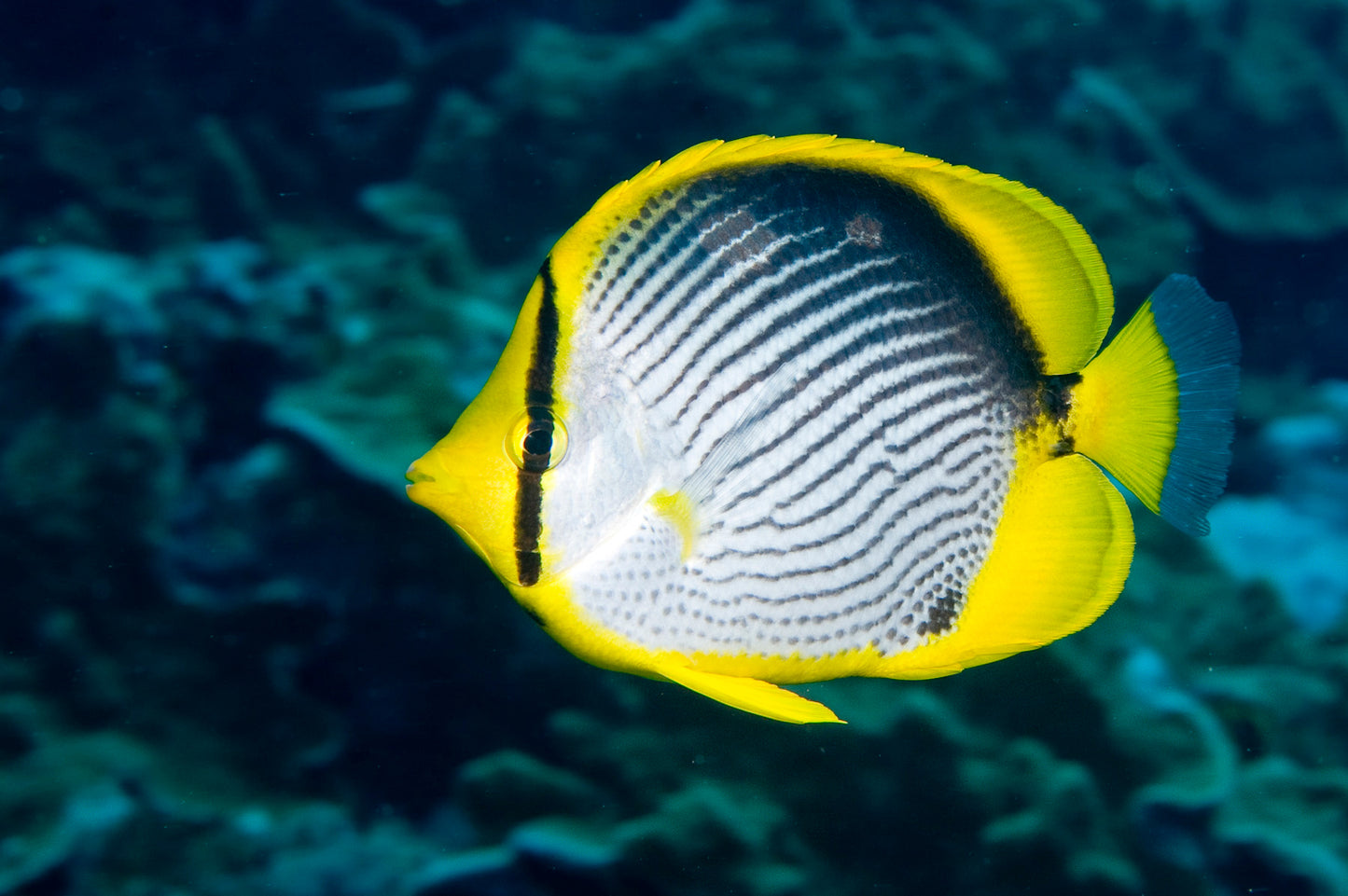 Butterflyfish - Blackback (Chaetodon melannotus)