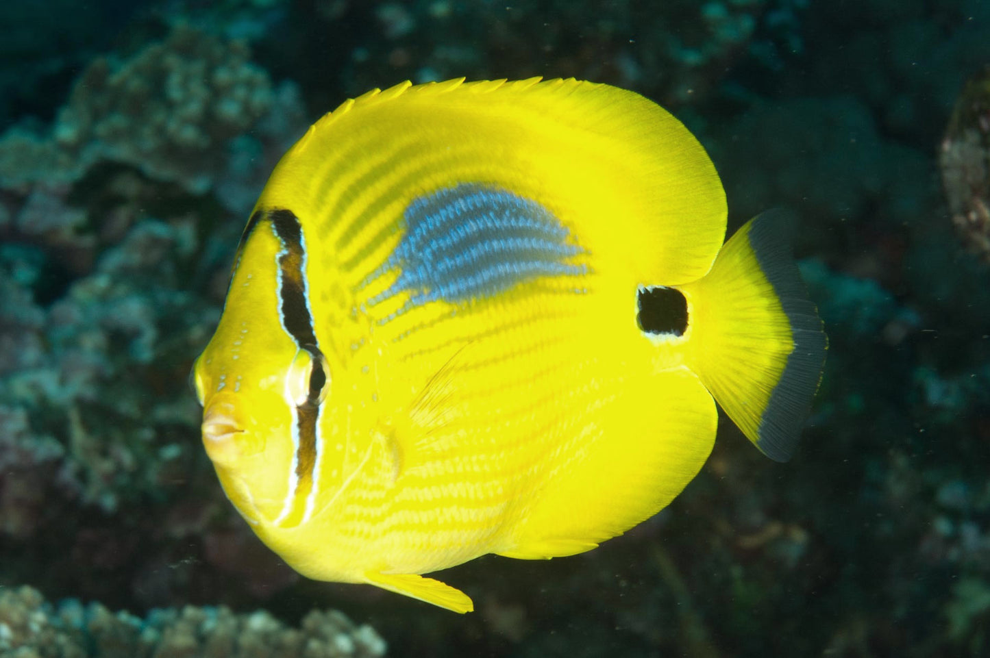 Butterflyfish - Blue-Spot (Chaetodon plebeius)