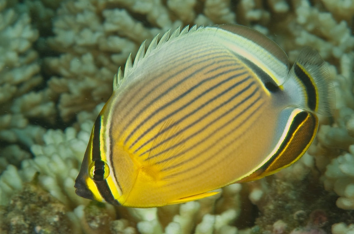 Butterflyfish - Red-Fin (Chaetodon lunulatus)