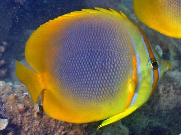 Golden Striped Butterfly (Chaetodon aureofasciatus) - Not Reef Safe