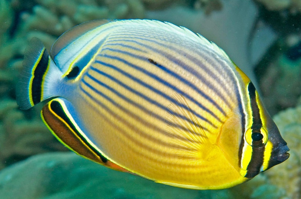 Butterflyfish - Red-Fin (Chaetodon lunulatus)