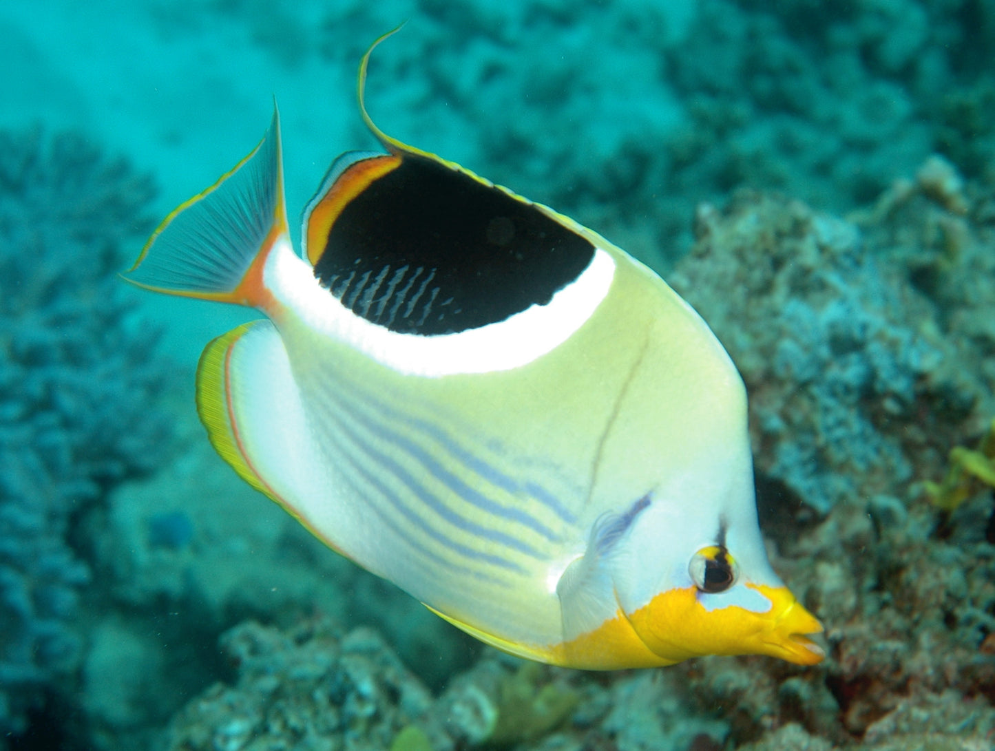 Butterflyfish - Saddled (Chaetodon ephippium)