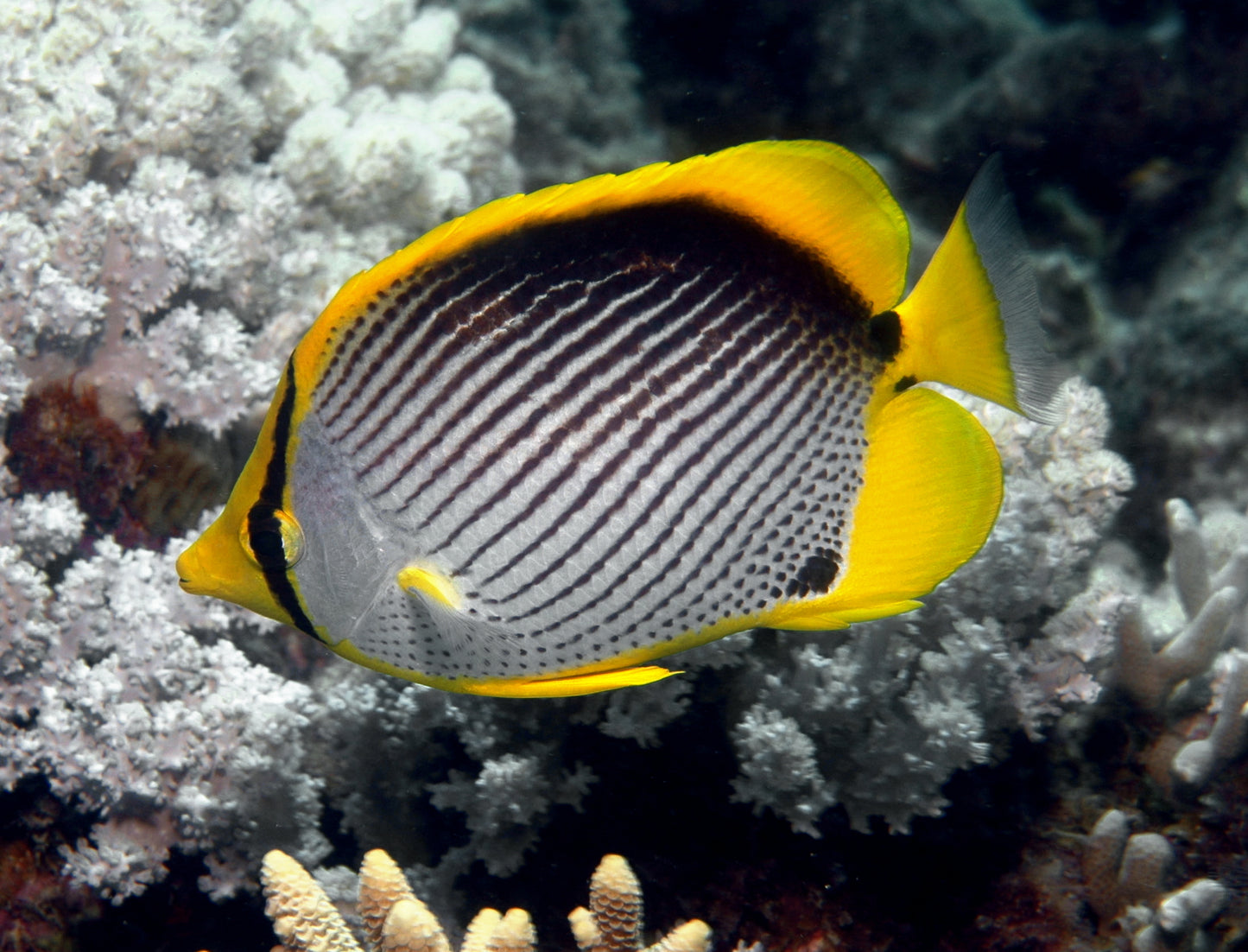 Butterflyfish - Blackback (Chaetodon melannotus)