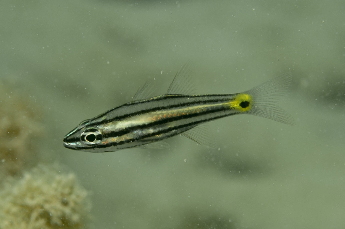 Cardinalfish - Fivelined (Ostorhinchus quinquelineatus)