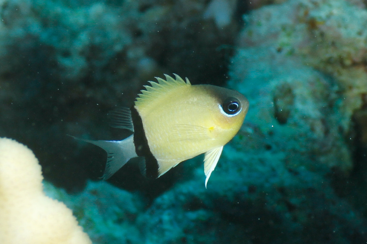 Chromis - Black Bar (Chromis retrofasciata)