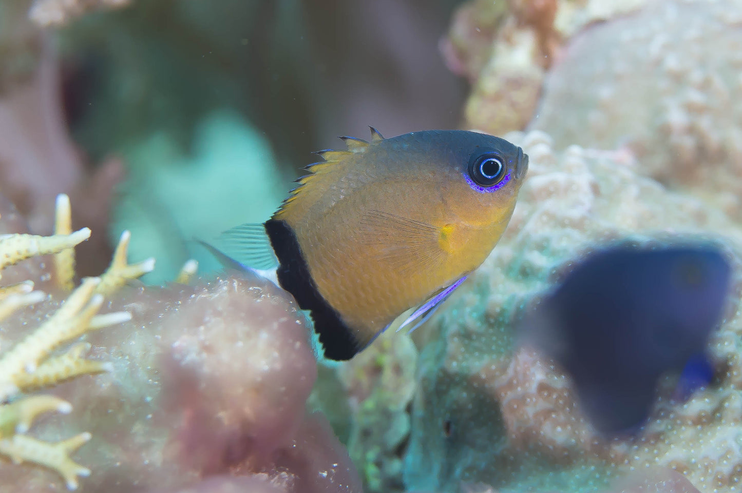 Chromis - Black Bar (Chromis retrofasciata)