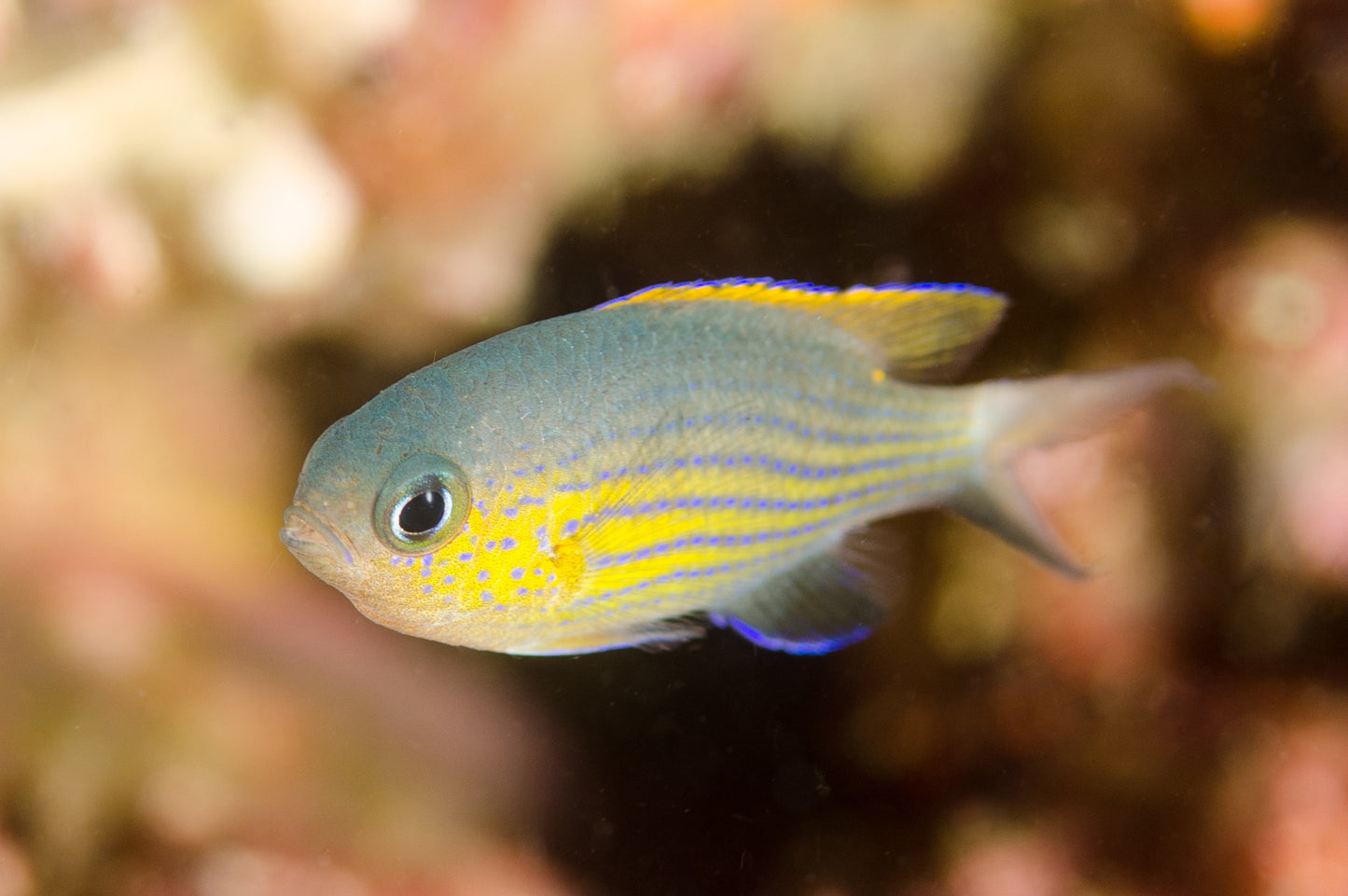 Chromis - Vanderbilt's (Chromis vanderbilti)