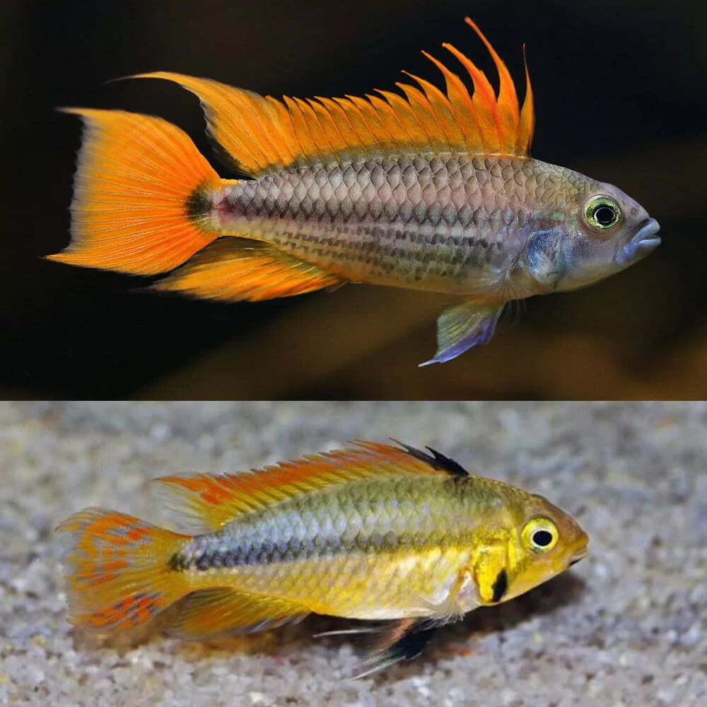 Apistogramma - Cacatuoides Mega Orange PAIR