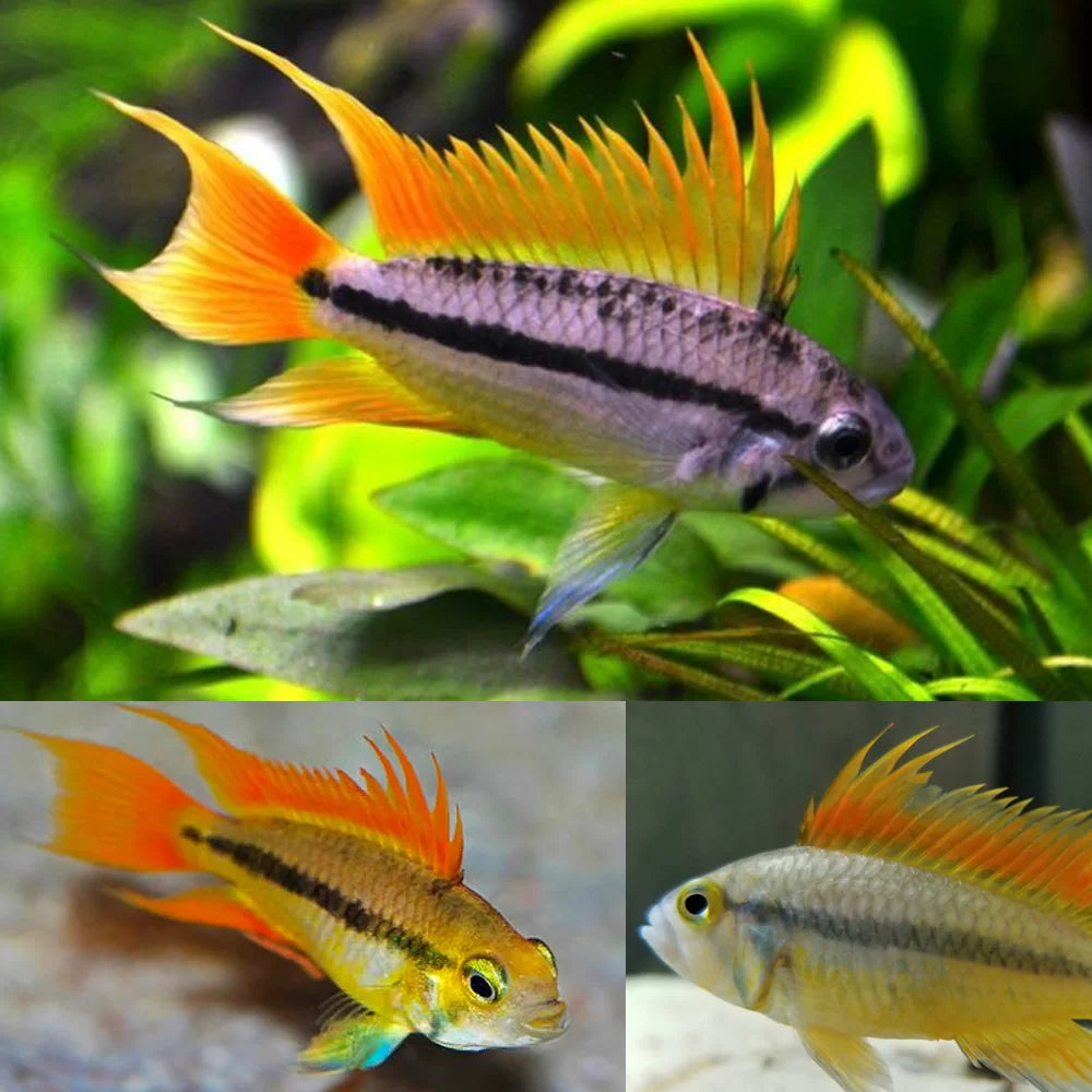 Apistogramma - Cacatuoides Mega Orange PAIR