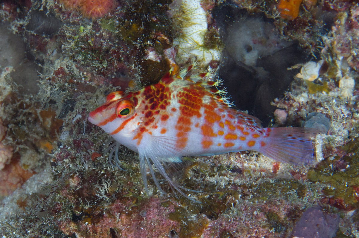 Hawkfish - Dwarf/Falco (Cirrhitichthys falco)