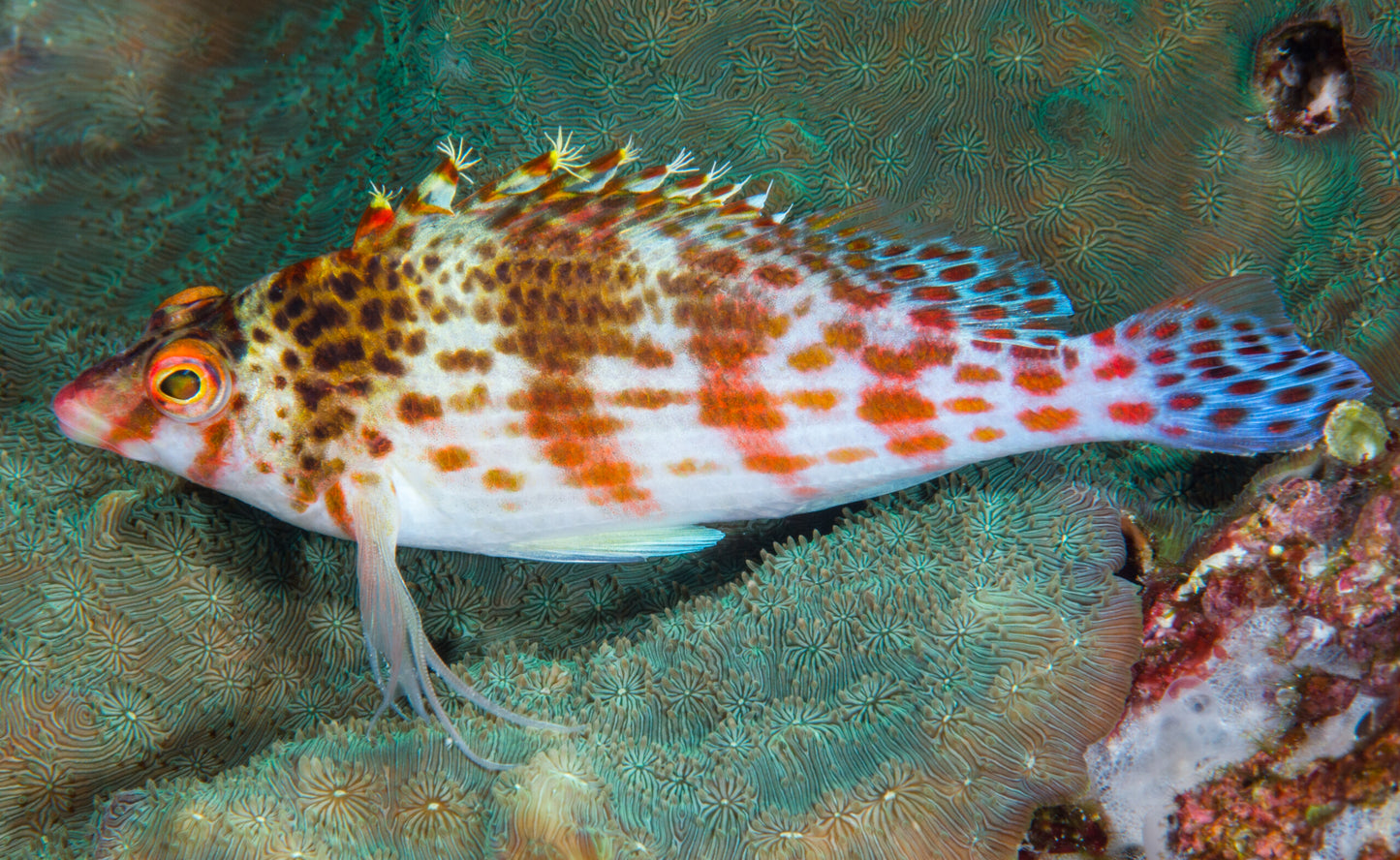 Hawkfish - Dwarf/Falco (Cirrhitichthys falco)