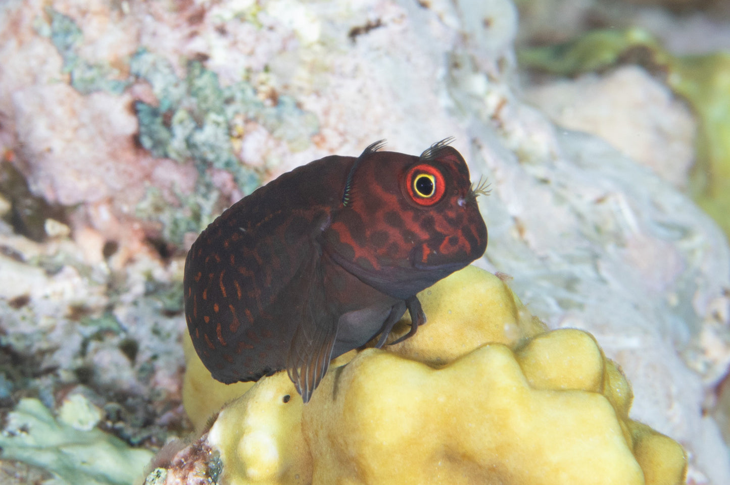 Blenny - Ember (Cirripectes stigmaticus)