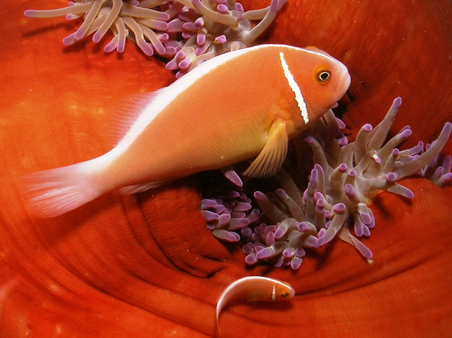 Clownfish - Pink Skunk (Amphiprion perideraion) PAIR