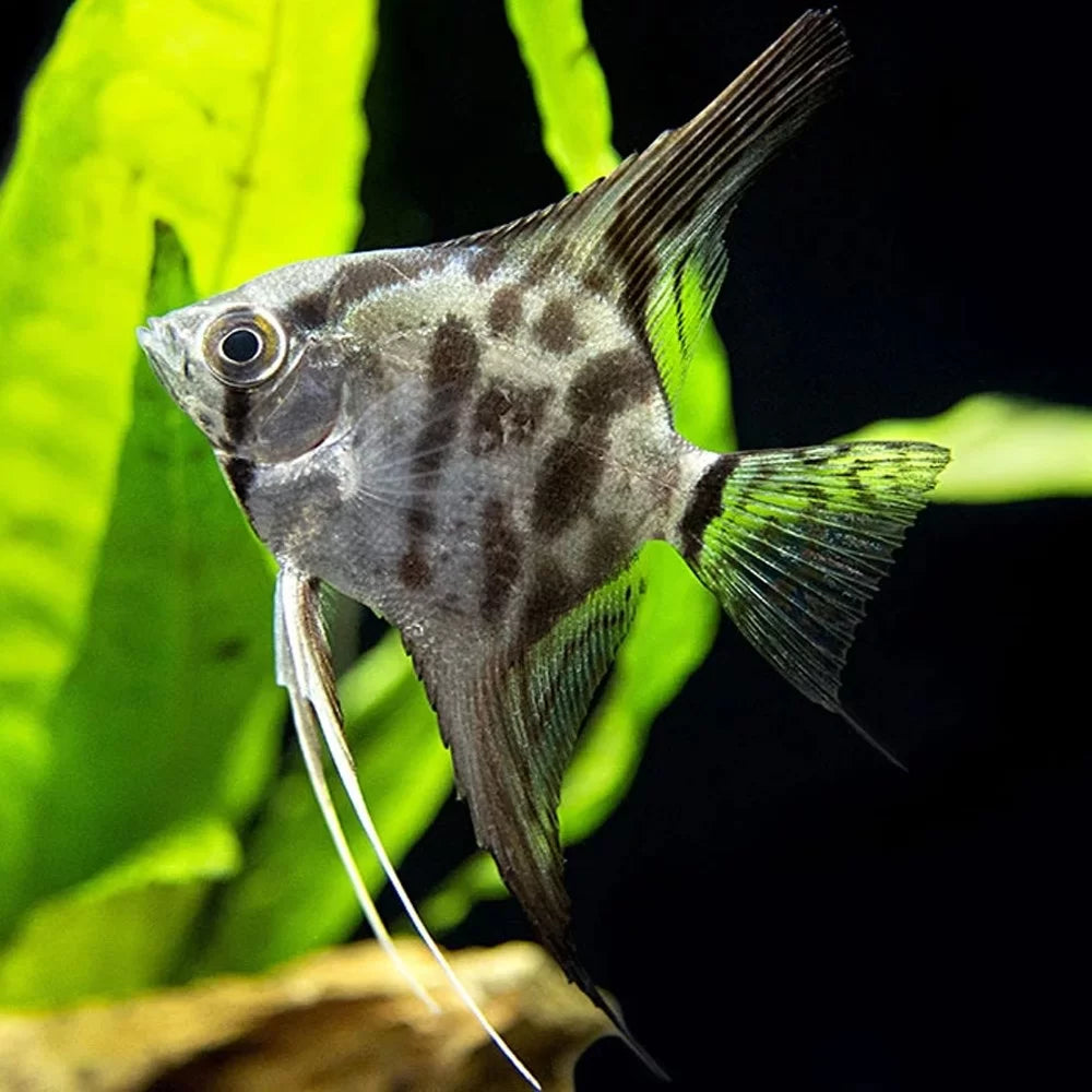 Angelfish Clown 4.5cm