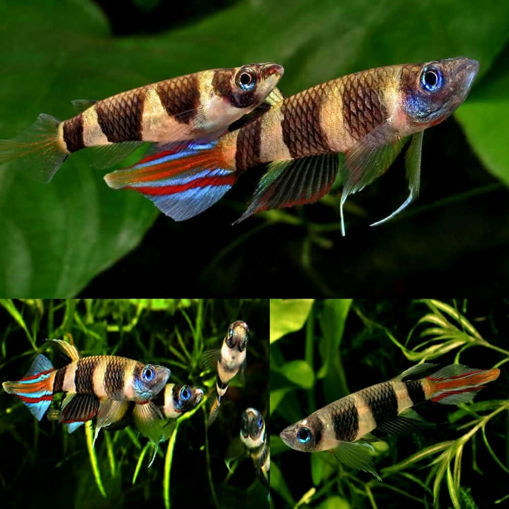 Killifish - Clown Panchax (Epiplatys annulatus)