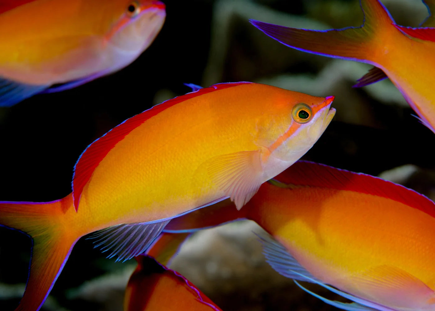 Anthias Dispar (Nemanthias dispar)