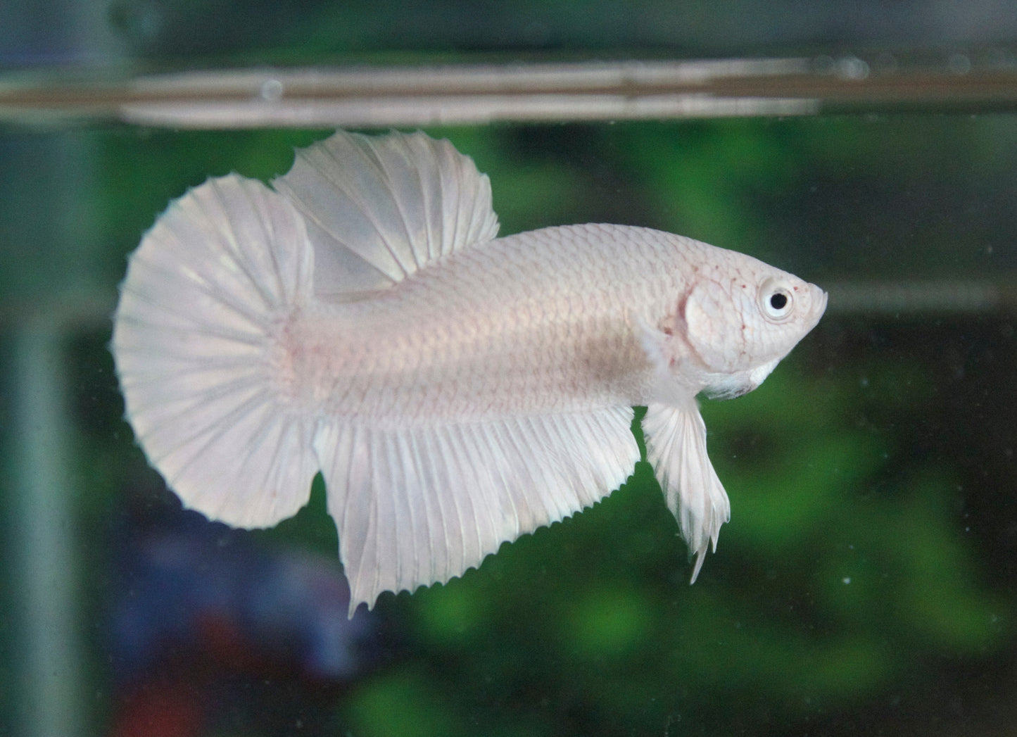 Betta PKHM Platinum White