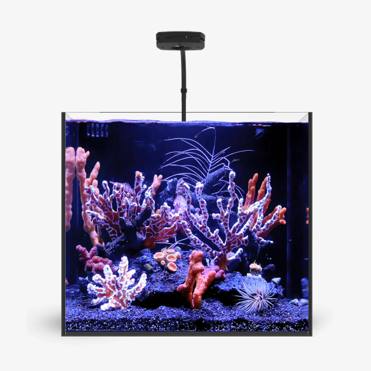 LUSH AIO Mini (Nano tank series)