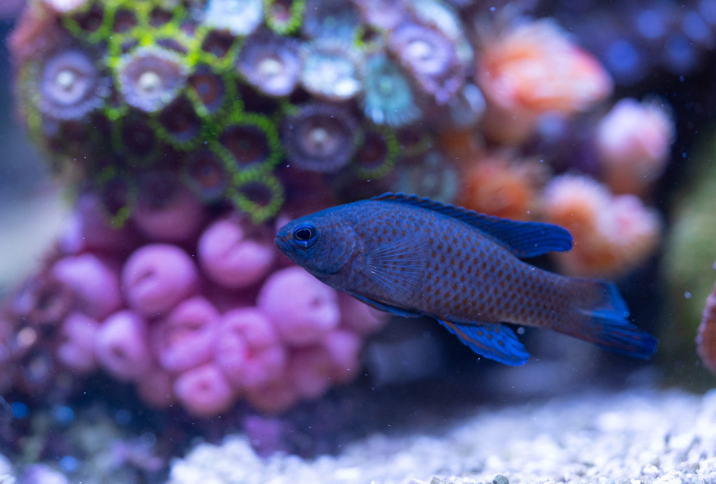 Assessor - Blue (Assessor Macneilli)