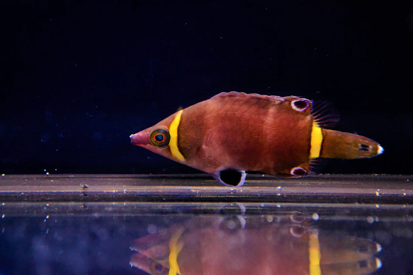 Wrasse - Possum Yellow Band "Very Rare" (Wetmorella nigropinnata)