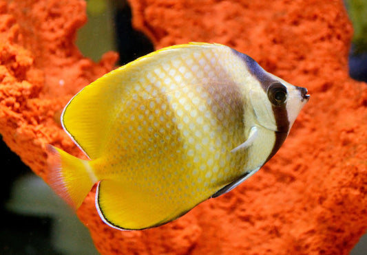 ButterflyFish - Kleins (Chaetodon kleinii)