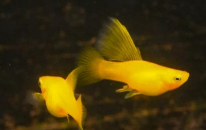 Platy Hi-Fin - various