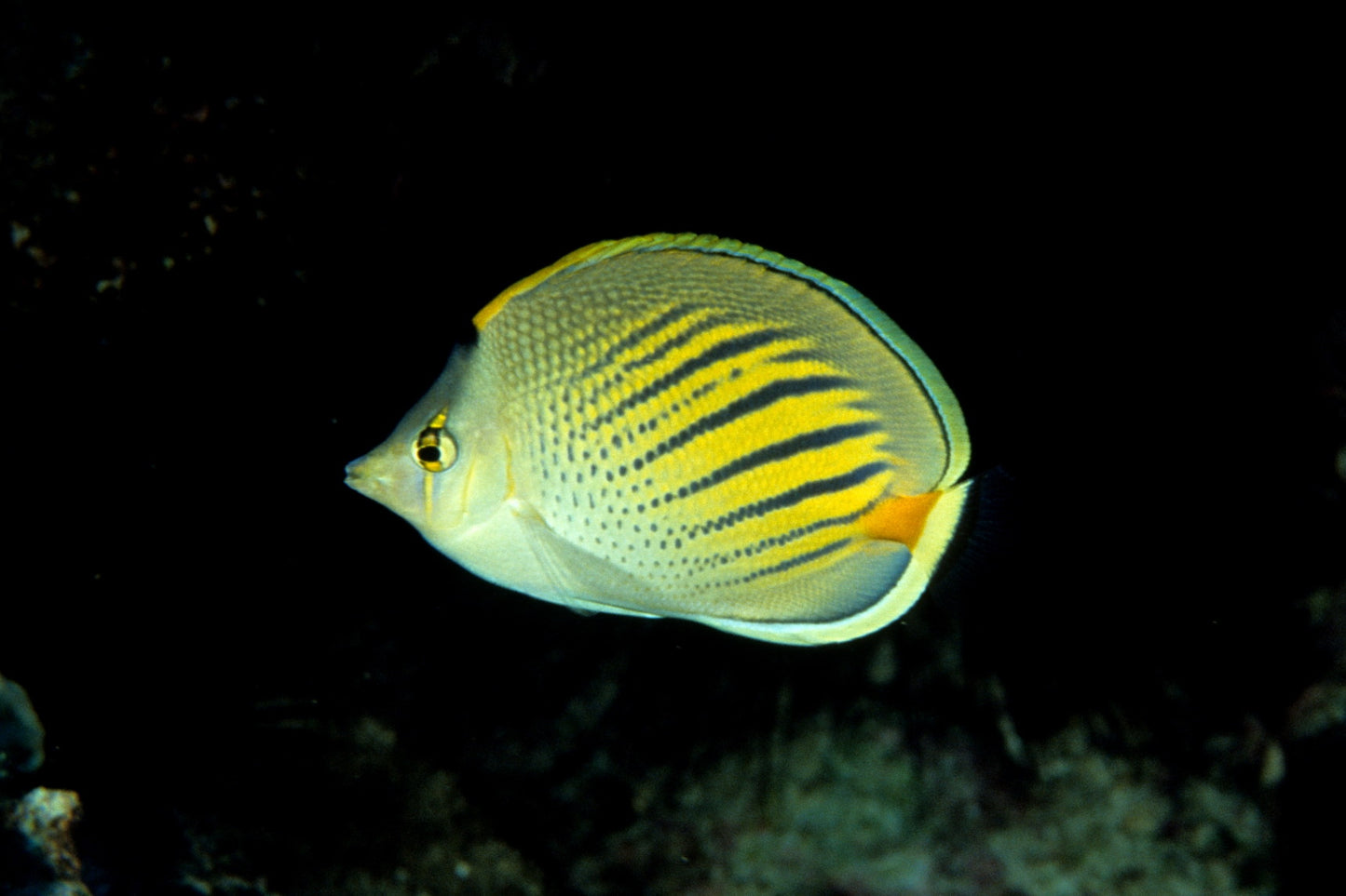 Butterflyfish - Dot & Dash (Chaetodon pelewensis)