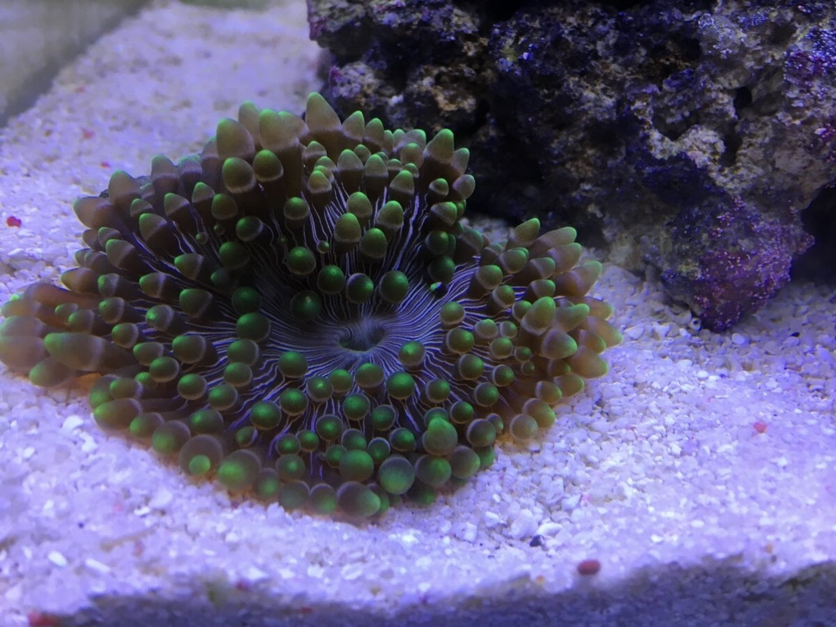 Anemone Malu