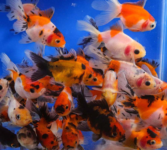 Goldfish - Oranda Calico