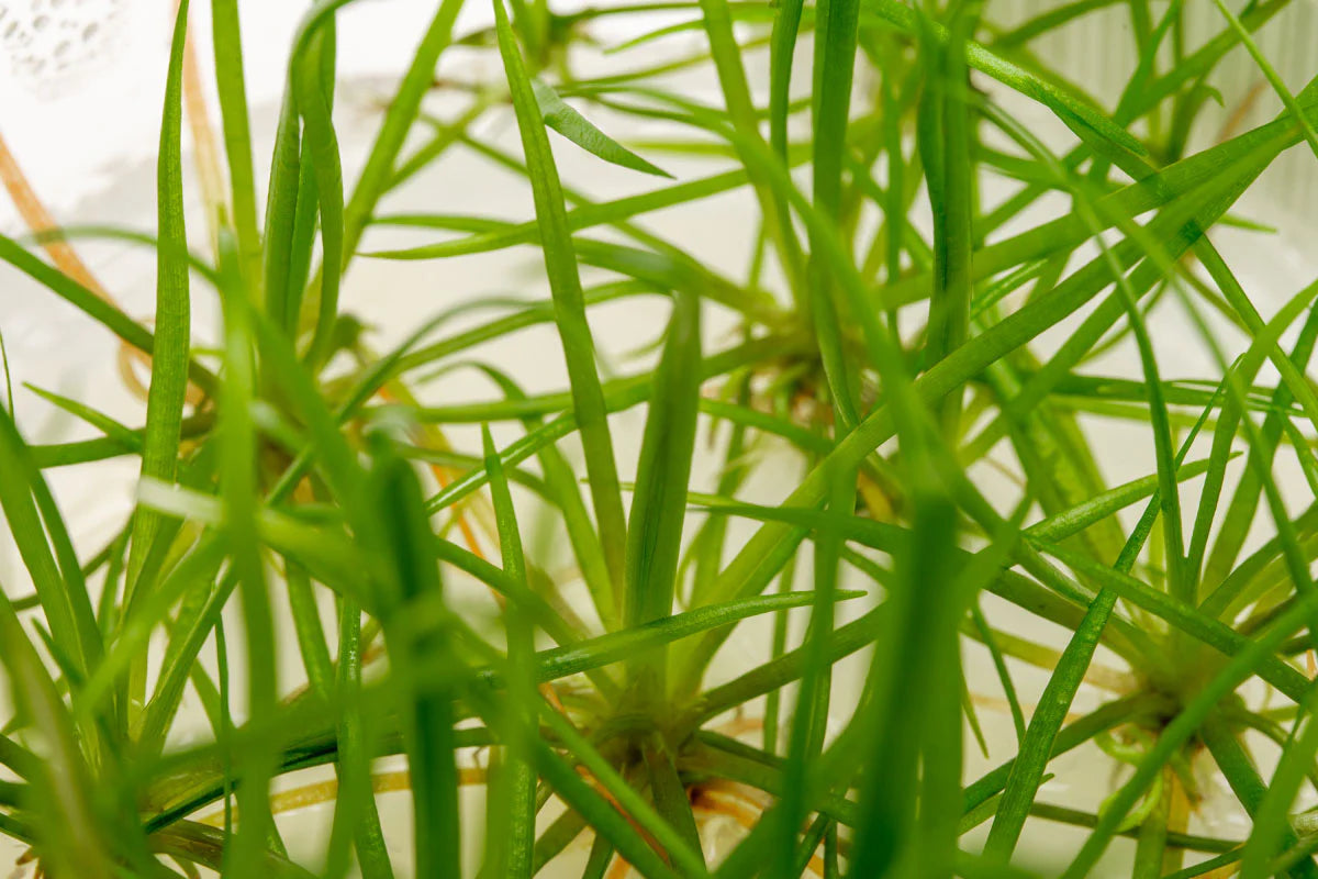 Echinodorus tenellus 'Micro Chain Sword'