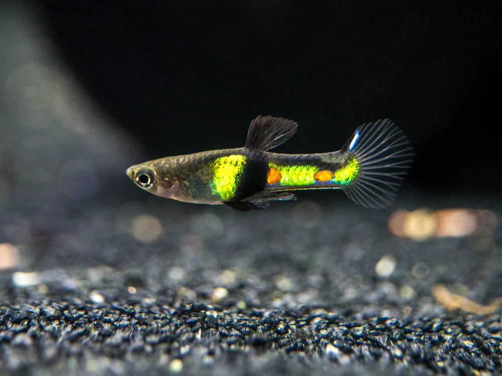 Endler El Tigre Male