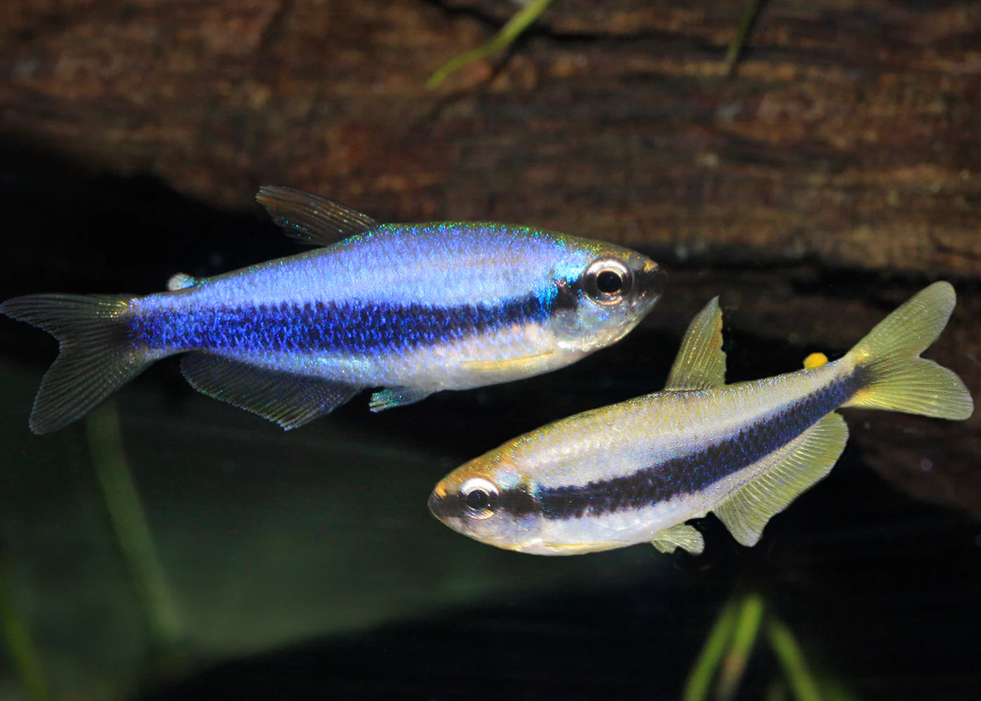 Tetra Blue Emporer (Kerri Tetra)