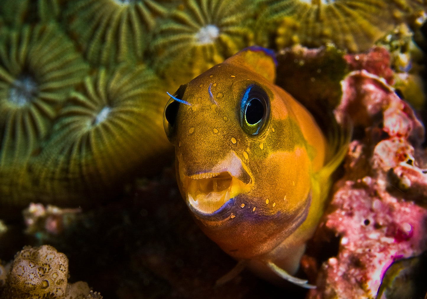 Blenny - Midas "Rare"