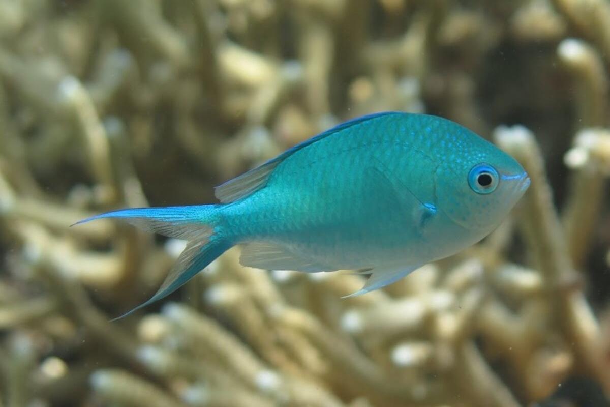 Chromis - Aussie Blue/Green (Chromis viridis)