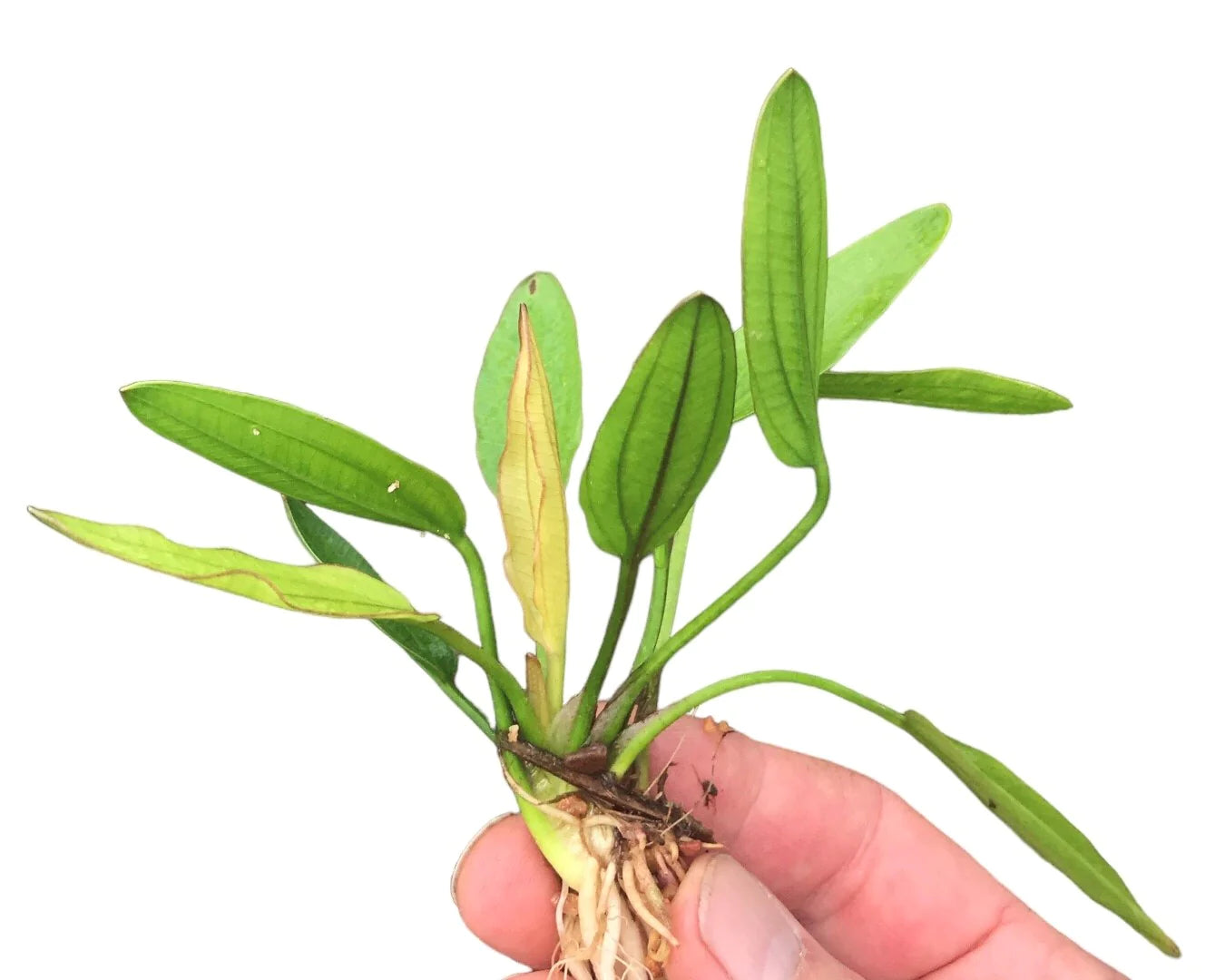 Echinodorus 'Fancy Twist' Sword