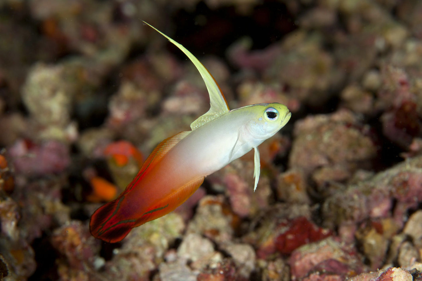 Goby Fire Tail/Dartfish (Nemateleotris magnifica)