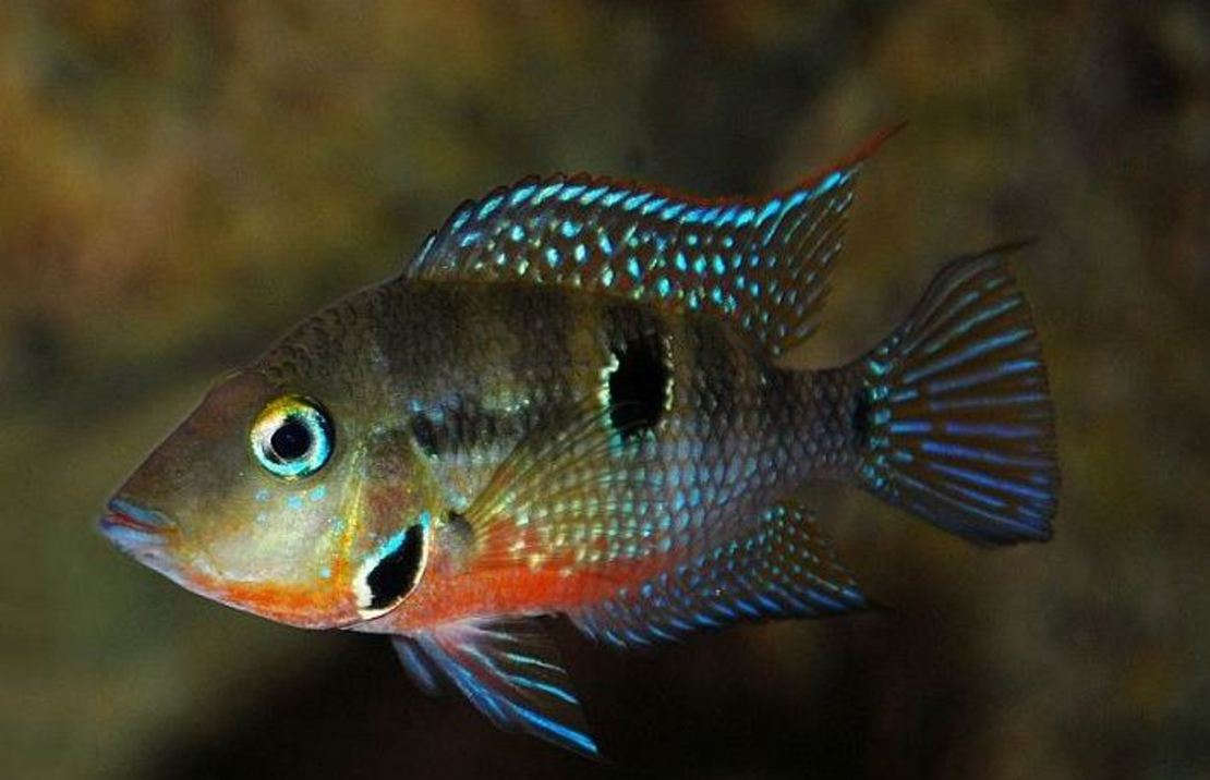 Cichlid - Firemouth (Thorichthys meeki)