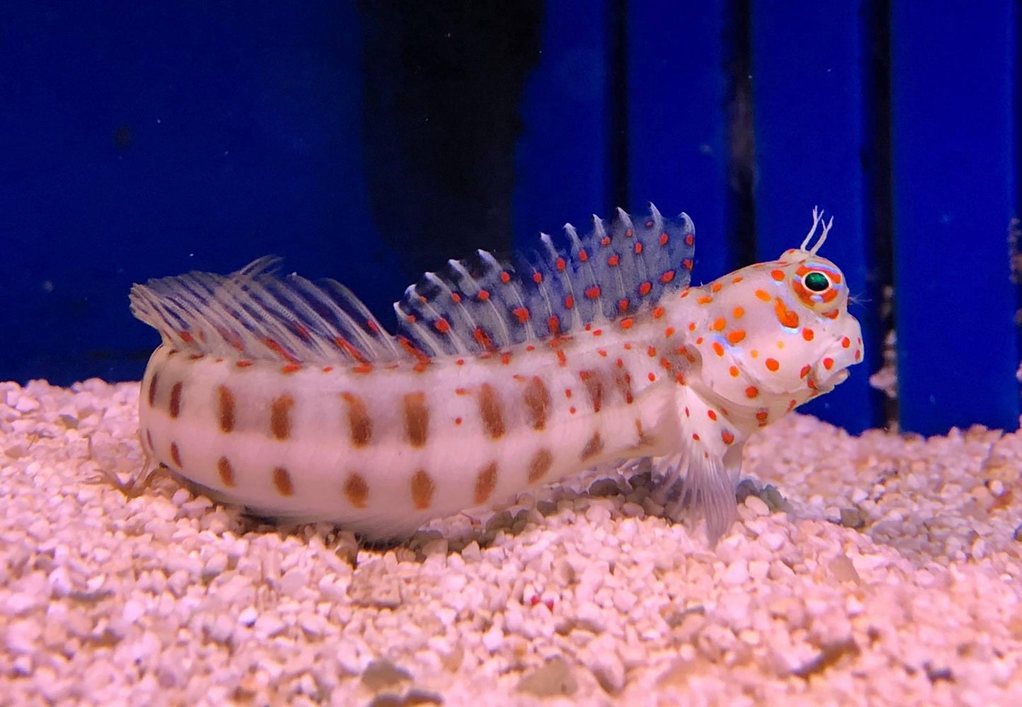 Blenny - Redspotted