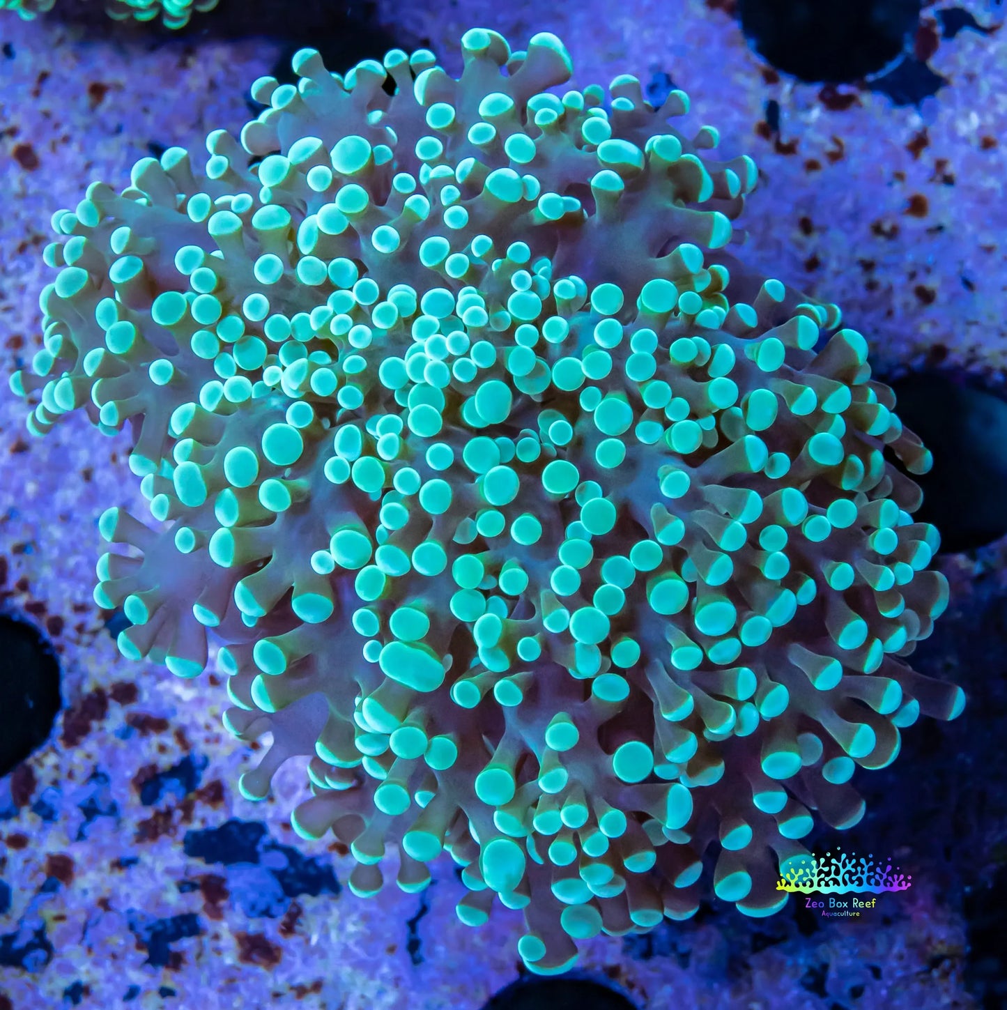 Frogspawn Corals (Euphyllia divisa)