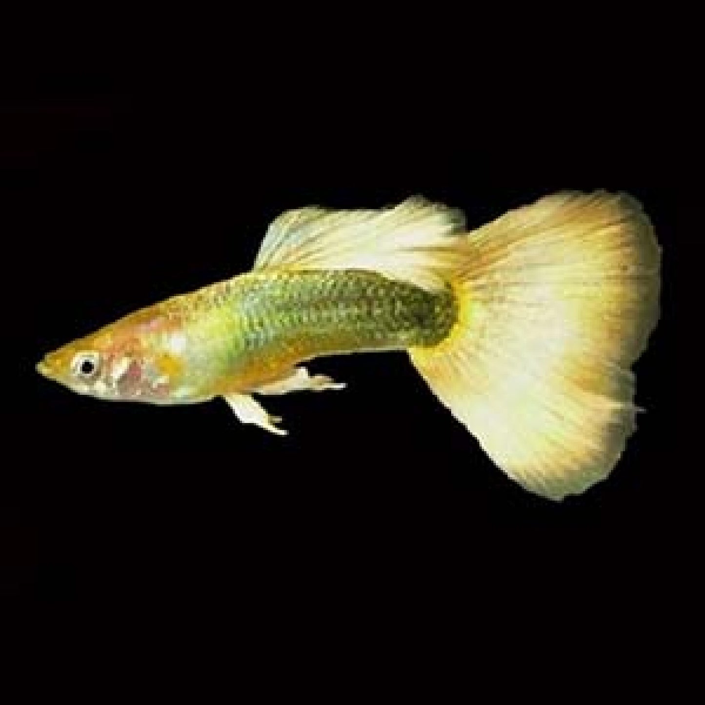 Guppy Full Gold PAIR
